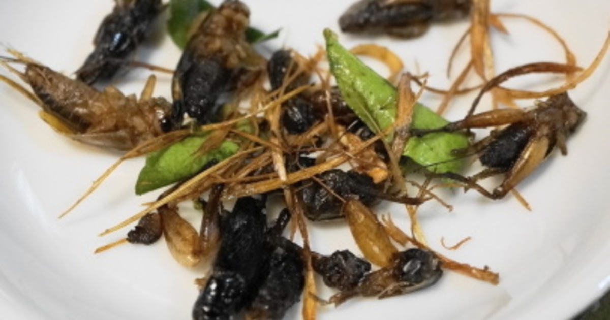 昆虫食 美味しい昆虫料理10選 食べログまとめ