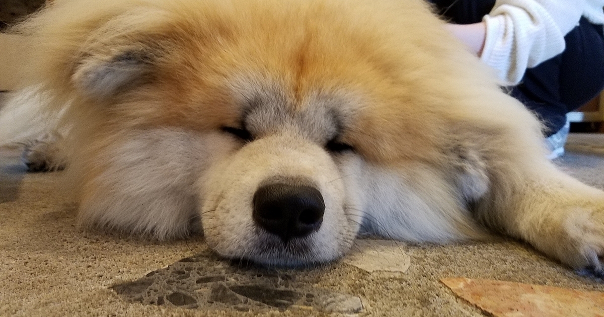 杜の都で看板犬と食事 現在22店っ 仙台 食べログまとめ