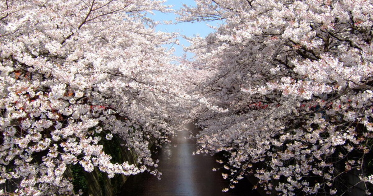 お花見 目黒川の桜を見ながら食事ができるレストラン 5選 食べログまとめ