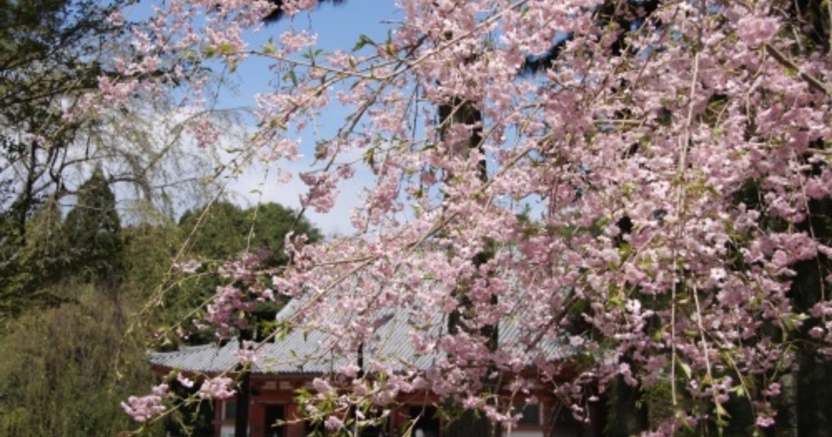 千本桜の吉野までリーズナブルにお花見ドライブはいかが 食べログまとめ