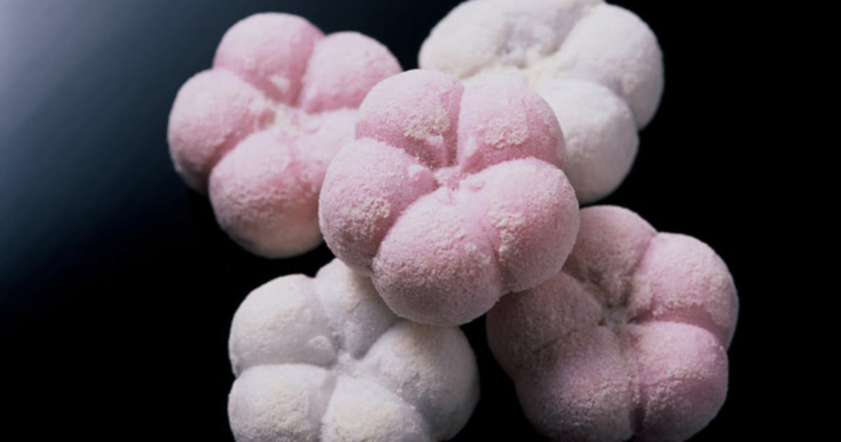 石川県 石川の老舗 人気のお菓子14選 食べログまとめ