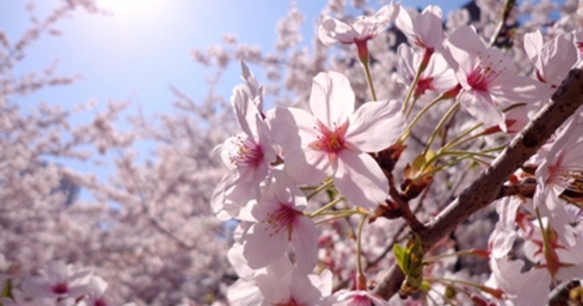 卓上が絶景に インスタジェニックな 桜メニュー があるお店 食べログまとめ