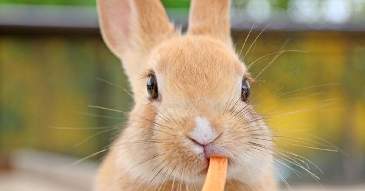 都内 可愛いペット 動物に癒される 癒やしカフェ 食べログまとめ