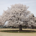 　「桜」と「お蕎麦」のコンチェルト　　in福井県