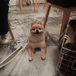 【白金エリア】ワンちゃんもOK！犬と入れるカフェ3選		 			