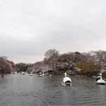 井の頭恩賜公園・お花見のしおり