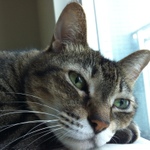 厳選！恵比寿カレー屋