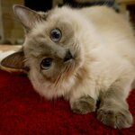 Go To Eat で 猫カフェ 11店 食べログまとめ