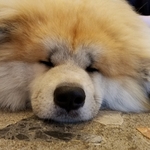 杜の都で看板犬と食事 現在22店っ 仙台 食べログまとめ 杜の都で看板犬と食事 現在22店っ 仙台 食べログまとめ