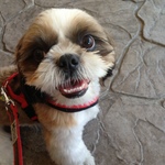 わんこといっしょ♡　④　ーお花見に行こう～♡ー