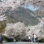 そうだ、春の京都へ行こう！京都・桜の名所と美味しいもの☆☆☆嵐山で花見♪