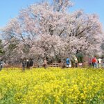 熊本県南阿蘇の桜の名所「一心行の大桜」でお花見の後に行きたいランチセレクション♪