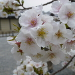 そうだ、春の京都に行こう！京都・桜の名所と美味しいもの☆☆☆京都御苑で花見♪NO.1
