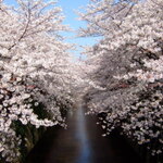 【お花見】目黒川の桜を見ながら食事ができるレストラン 5選