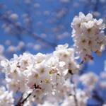 【東京】春の花見散歩ついでに寄れるオススメのお店