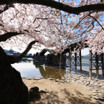 ペットとの花見後、広島／山口地区、ペットと極上のランチを味わう