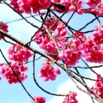 【名古屋】早咲き桜を愛でながらレストランへGO～✿
