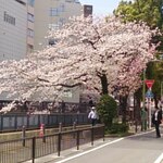 お花見に最適、愛知県の桜の名所にあるお店