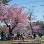 北の大地の花見といえば！！！！