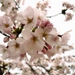 【大阪市】日本さくら名所100選でお花見＆グルメを楽しむ