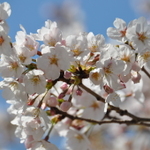 【第29回中野通り桜まつり 】4月3日（金）から3日間開催されます！