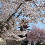 『宮島でお花見』　宮島は紅葉まんじゅうだけじゃありません　桜も綺麗に咲いています