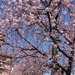 今が見ごろ！名古屋 大寒桜並木の花見を満喫☆