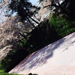 【弘前】お花見　これだけは食べたい！食べ歩きツアー⭐︎【改正版】