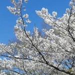 桜木町・みなとみらい で、気軽にお花見散歩