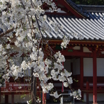 お花見デートの後は素敵な和歌山カフェランチ　厳選５店♫