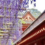 ぐるっとバスで行く「朝の春日大社～二月堂からの夕暮眺望」土日祝プラン