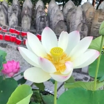 蓮のお寺巡り～奈良·西ノ京ロータスロード～特別御朱印あり