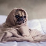 渋谷で貸切＆ペット同伴OK！大切な仲間と特別な時間を楽しむおすすめスポット5選