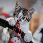 銀座でペットと一緒に貸切パーティー！愛犬家に優しいおすすめスポットまとめ
