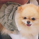 代官山でペットと貸切パーティー！おしゃれ空間で特別な思い出を