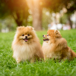 麻布十番で貸切OK＆ペット同伴可！愛犬と楽しめるお店5選