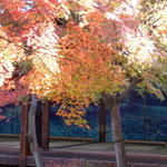【秋の京都②】祇園歌舞練場周辺の、とっておきのお店達♪ 