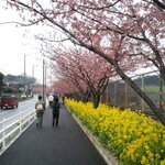 お得な『みさきまぐろきっぷ』を使って河津桜を見に行こう！！
