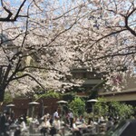 【東京】食事しながら花見できるカフェ＆レストラン