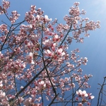 京都の春を呼ぶ和菓子～桜餅～