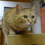 京都市内 ニャンコがいるお店 猫カフェを中心に 食べログまとめ