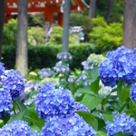 【京都の宇治・伏見稲荷】花の季節がオススメで～す(*ﾟ▽ﾟ)ﾉ