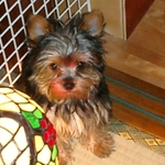 （ペット専門カフェではない）ペットと行ける隠れ家カフェ