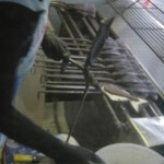 【鳥取食文化遺産】天然物のたい焼き（おまけ：天然物バナナ）