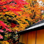 【滋賀】紅葉シーズンに訪れたい 湖東三山~彦根まとめ