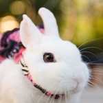 【厳選９店舗】おすすめの人気動物カフェ(うさぎ、ねこ、ペンギン、ことり、やぎ、猛禽類)