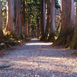 戸隠の蕎麦屋まとめ