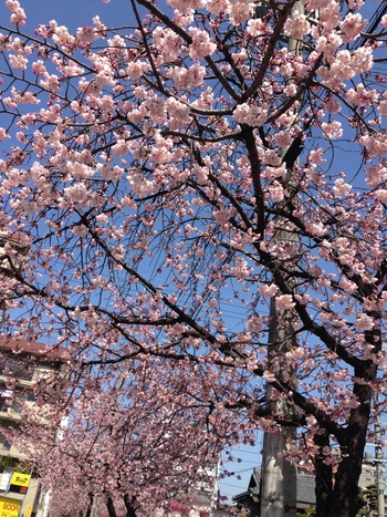今が見ごろ 名古屋 大寒桜並木の花見を満喫 食べログまとめ 今が見ごろ 名古屋 大寒桜並木の花見を満喫 食べログまとめ