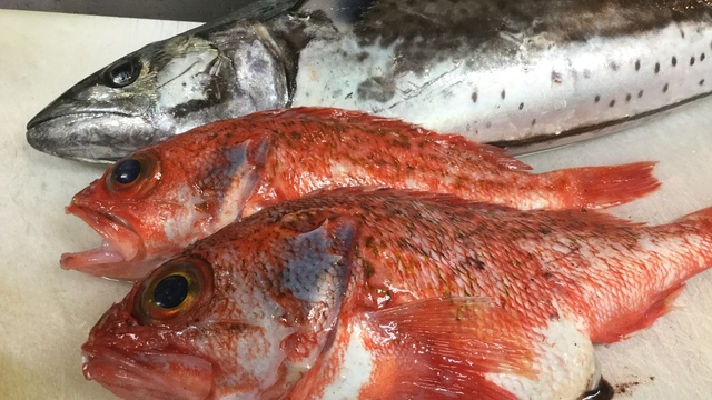 とれとれ海鮮 浜の大将 ハーバーランド 居酒屋 ネット予約可 食べログ