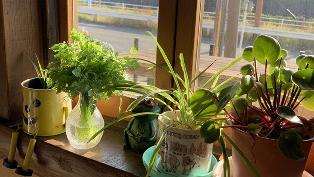 テラコッタ 竜田口 パスタ ネット予約可 食べログ